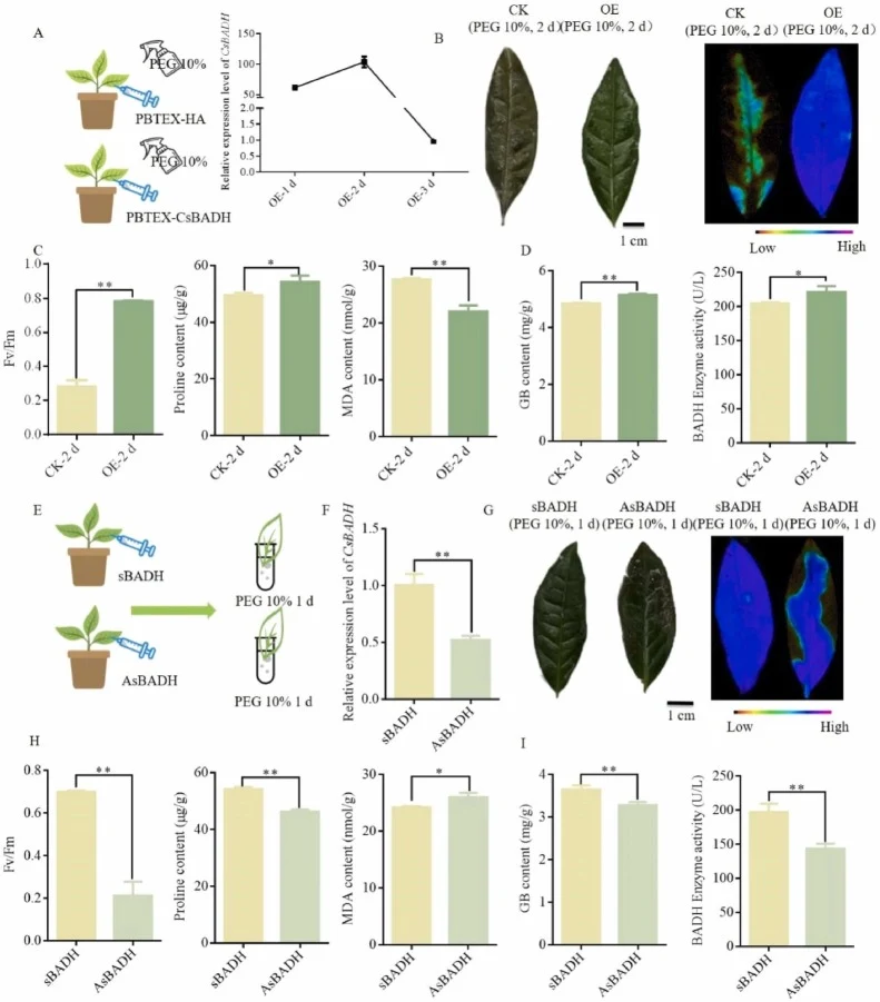 Phenotypic analysis of transient CsBADH in tea plants under drought treatment. (A) The schematic diagram of PEG−6000 treatment after overexpression in tea cultivar 'Baiye 1′, and relative expression levels of CsBADH after PEG treatment (25℃) performed by qRT-PCR. (B) Phenotype and chlorophyll fluore