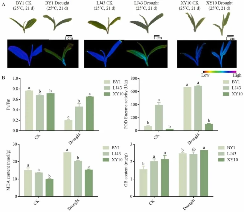 Analysis of drought resistance of different tea cultivars. (A) Phenotype and chlorophyll fluorescence of 'Baiye 1′, 'Longjing 43 ' and 'Xinyang 10 ' under drought treatment. (B) Physiological indicators and GB content of new shoots of ' Baiye 1′ ' Longjing 43' and 'Xinyang 10' under drought treatmen