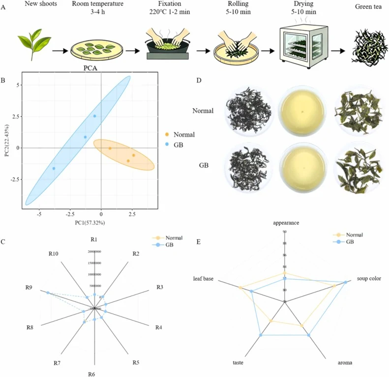 Electronic nose analysis and sensory evaluation of tea after GB treatment. (A) Schematic diagram of the green tea processing procedure. (B) Principal component analysis (PCA) score plot of the volatile profiles based on the response values of the 10 electronic nose sensors. (C) Radar plot showing th