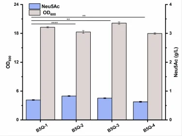 重组大肠杆菌中Neu5Ac的生物合成。数值表示为平均值±SD(n=3)。采用单因素方差分析确定菌株间的统计学显著性(*p≤0.05,**p≤0.01,***p≤0.001,****p≤0.0001)。