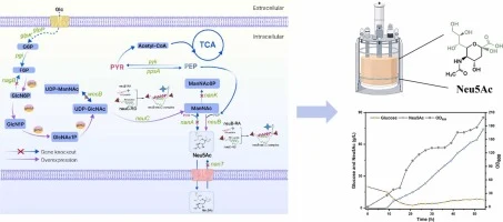 Metabolic pathway engineering and substrate channeling for e