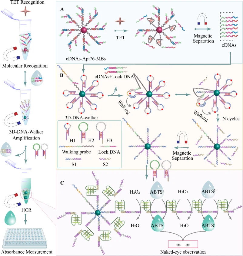 Schematic illustration of the triple-signal-amplified colorimetric biosensor for parent TET detection: target-induced release of multiple cDNAs from Apt76 (A); 3D-DNA-walker-based signal amplification (B); and HCR-assisted G-quadruplex/hemin DNAzyme formation for colorimetric readout (C).