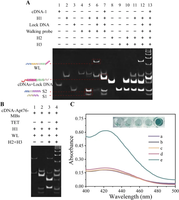PAGE analysis of DNA sequences used in the triple-signal-amplified strategy (A); PAGE analysis of DNA reactions in the presence of TET (100 ng/mL) (B); absorbance spectra and visual validation of the triple-signal-amplified colorimetric biosensor (C). In panel C: (a) H2 + H3; (b) H1 + H2 + H3; (c) H