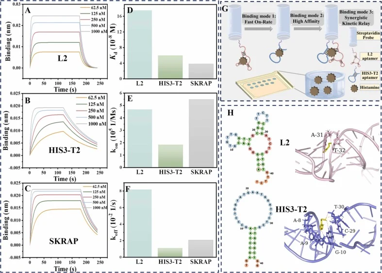 Characterization of aptamer binding kinetics and molecular interactions. (A-C) BLI response diagrams of L2 (A), HIS3-T2 (B) and SKRAP (C). (D-F) Kinetic parameters (K d, kon and koff) of L2, HIS3-T2, and SKRAP derived from BLI curve fitting, respectively. (G) Schematic diagram of the BLI measurement
