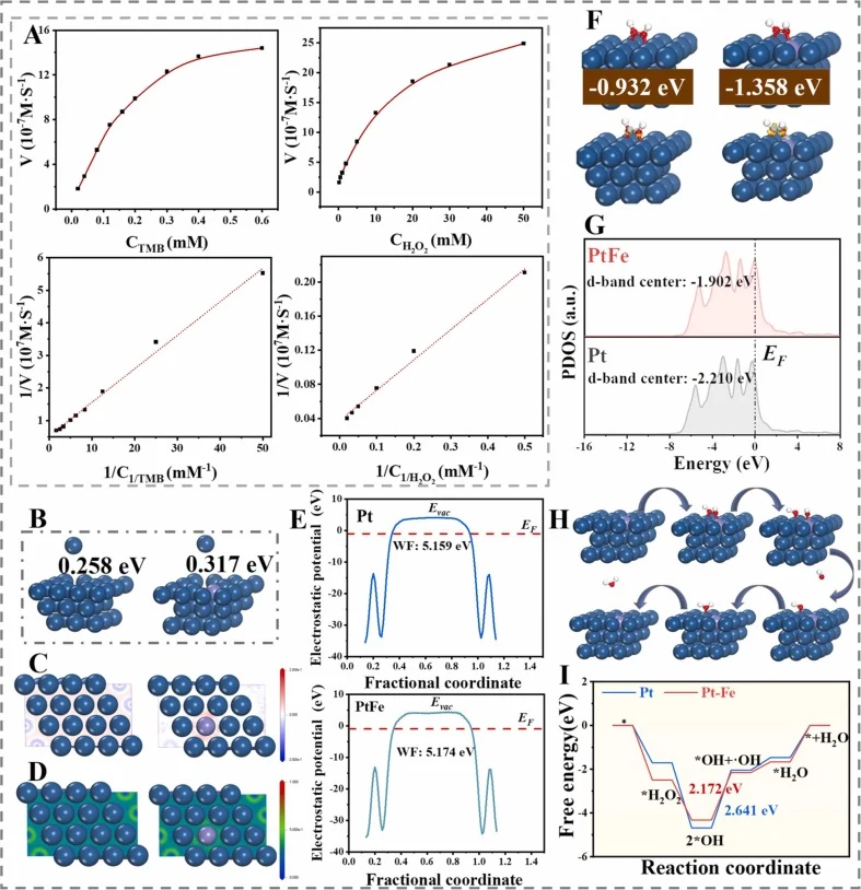 Kinetic and mechanistic characterization of PtFe nanozyme peroxidase-like activity. (A) Steady-state kinetic analysis of PtFe nanozyme toward TMB (y = 0.1029x+0.5291, R2=0.9936) and H2O2 (y = 0.3550x + 0.0376, R2=0.9927). (B) Pt dissolution energy barriers on Pt and PtFe surfaces. (C) Differential c