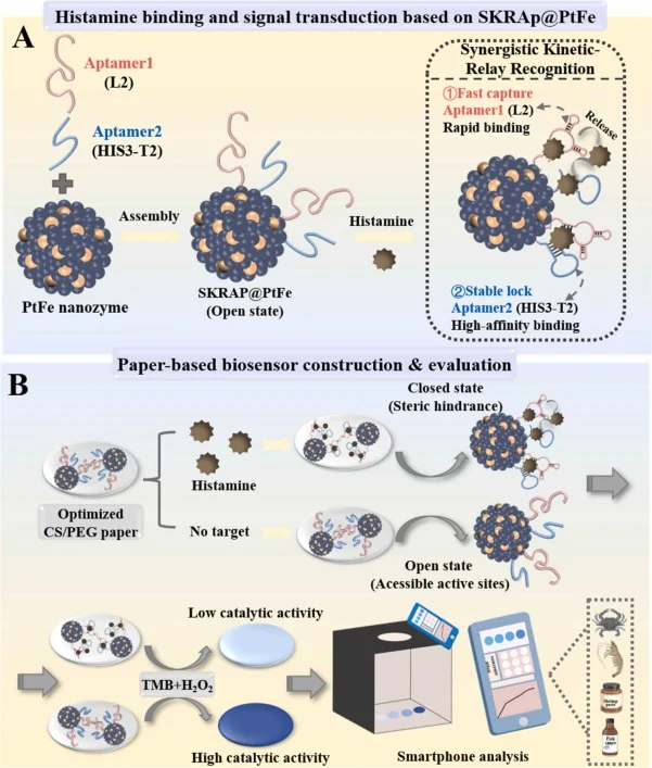Schematic illustration of the synthesis of SKRAP@PtFe complex and construction of paper-based biosensor for histamine detection. (A) Synthesis of SKRAP@PtFe complex and histamine binding and signal transduction based on SKRAP@PtFe. (B) Fabrication process and colorimetric detection of the paper-base