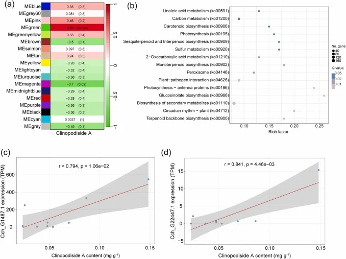 WGCNA-based co-expression analysis and identification of OSC candidates associated with Clinopodiside A accumulation in C. chinense. (a) Module–trait relationship analysis between WGCNA-derived co-expression modules and Clinopodiside A content across ten tissues of C. chinense. Each row represents a