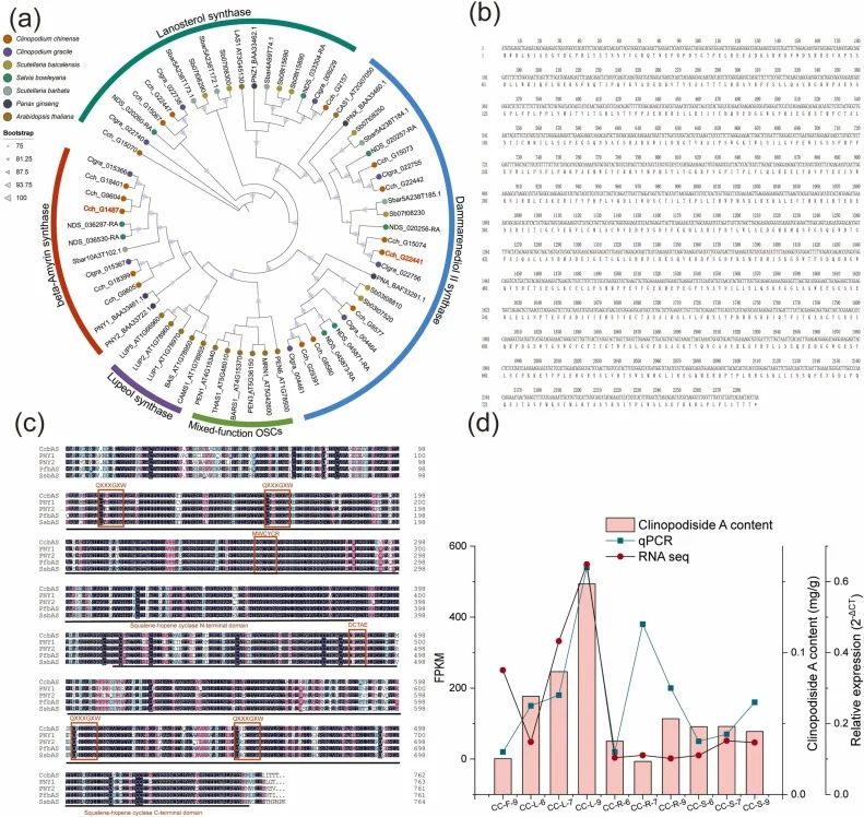Phylogenetic characterization and expression analysis of the CcbAS gene. (a) Phylogenetic tree of OSCs from C. chinense, four other Lamiaceae species, Panax ginseng, and Arabidopsis thaliana. Functionally characterized OSCs from P. ginseng and A. thaliana were used as references for OSC subfamily cl