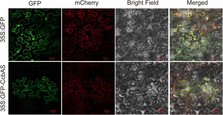 Subcellular localization of CcbAS protein in tobacco leaves. Note: pCAMBIA1305-GFP vector was used as control group; GFP: green fluorescence protein, mCherry: plasma membrane marker, Bright: bright field, Merged: merged image of GFP, bright and mCherry signals, Bars= 20 μm).