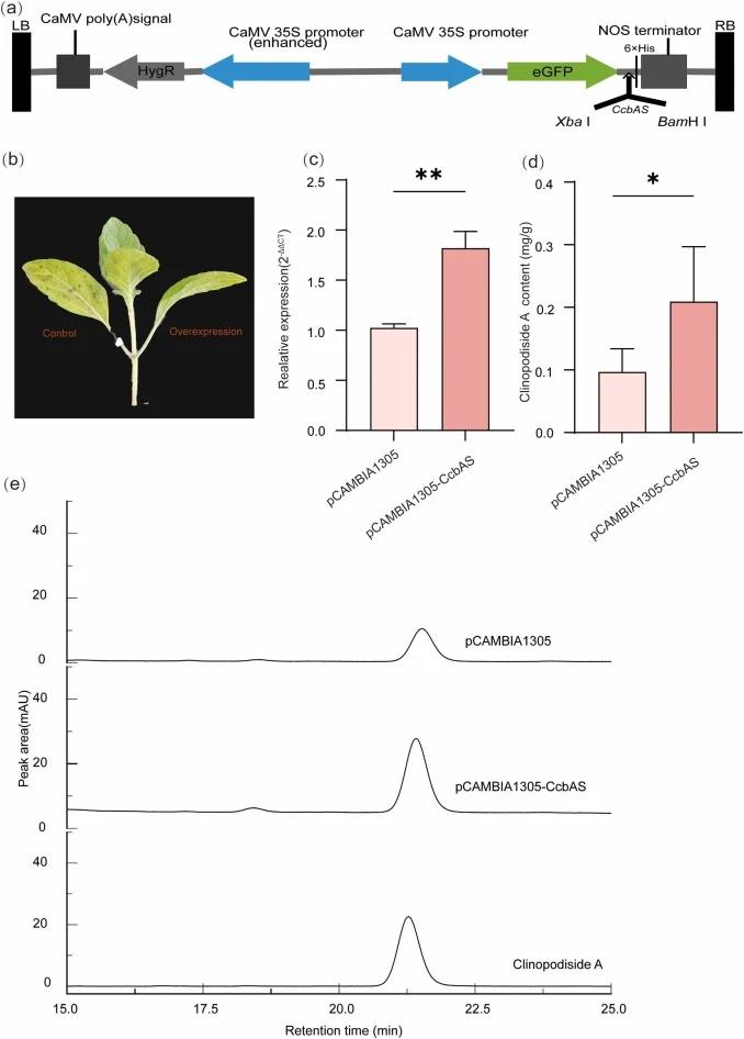Validation of CcbAS overexpression in C. chinense leaves. (a) Construction map of overexpressed leaves vector of the CcbAS (b) Transgenic leaves of C. chinense; (c) qPCR analysis of CcbAS expression in transgenic leaves; (d) The Clinodside A content of transgenic leaves of C. chinense; (e) HPLC anal