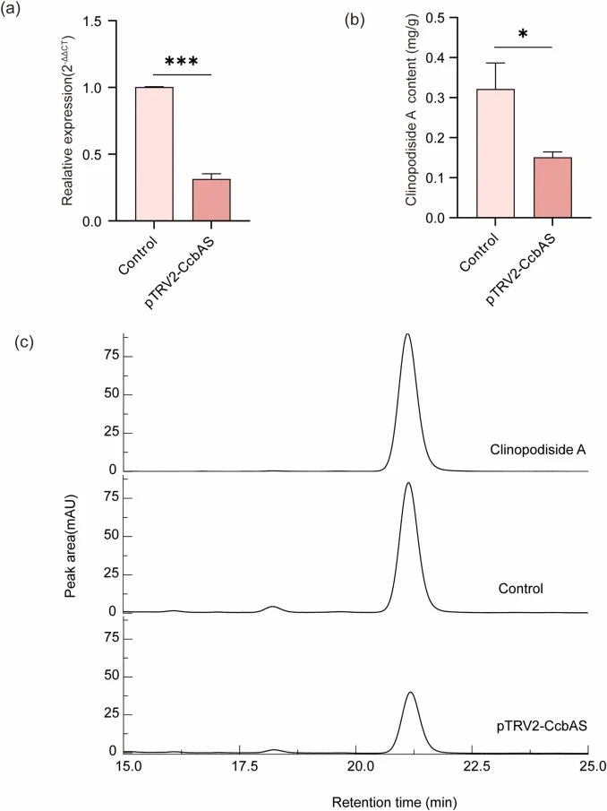 Validation of CcbAS silencing by VIGS in C. chinense leaves. (a) qPCR analysis of CcbAS expression in CcbAS-silenced plants compared to the control; (b) The Clinodside A content in CcbAS-silenced plants compared to the control; (c) HPLC ion chromatograms of Clinopodiside A in CcbAS-silenced plants a