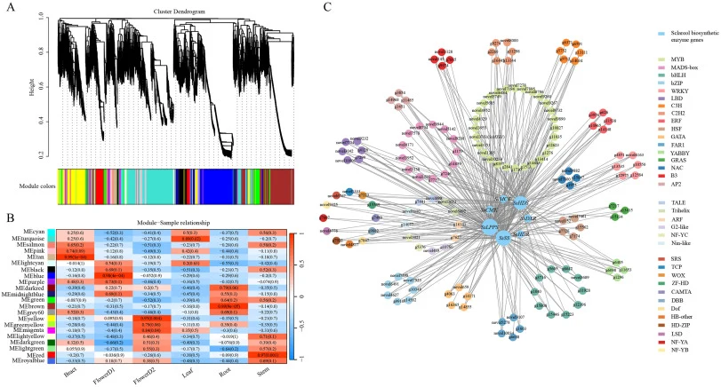 Co-expression regulatory network analysis of sclareol biosynthesis enzyme genes. (A) Co-expression network analysis identifying gene modules associated with six tissues of S. sclarea. (B) Correlation analysis of gene modules with six tissues of S. sclarea. (C) Transcription factor co-expression netw