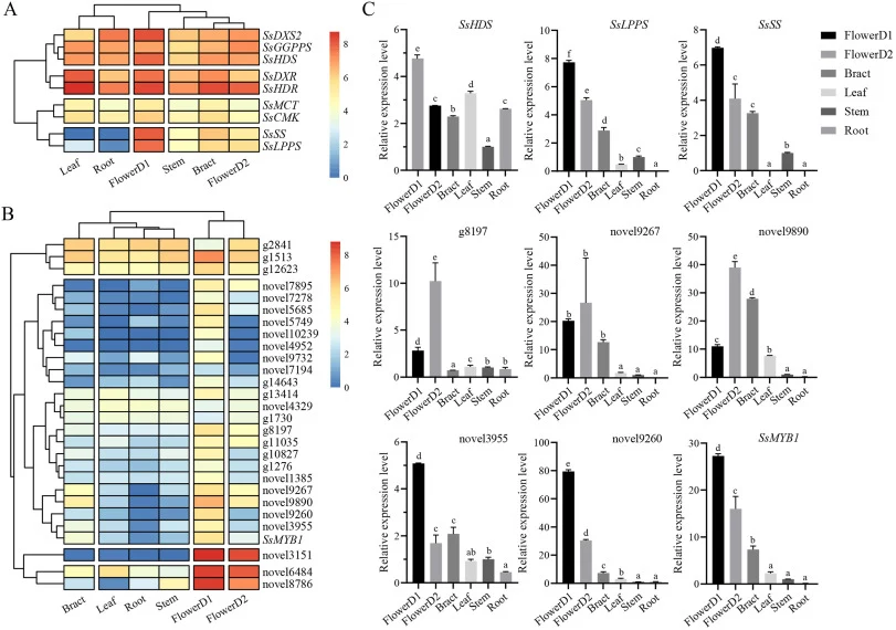 Expression patterns profiling of sclareol biosynthesis enzyme genes and SsMYBs in six tissues of S. sclarea. The six tissues analyzed were root, stem, leaf, bract, flower buds (flowerD1), and mature floral organs (flowerD2) of S. sclarea. (A) The expression heatmap of nine sclareol biosynthesis enzy