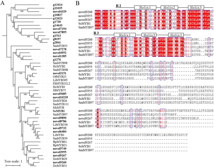 Phylogenetic relationships and conserved domain analysis of SsMYBs co-expressed with sclareol biosynthesis enzyme genes. (A) The phylogenetic tree was constructed using the maximum likelihood method (1000 bootstrap replicates) based on full-length protein sequences of 28 SsMYBs together with those o