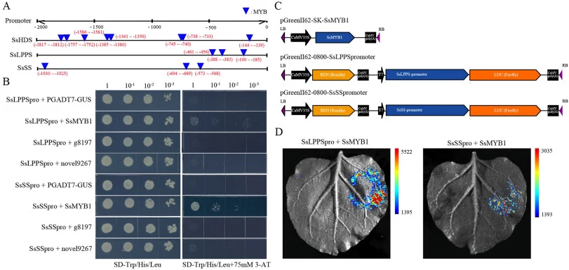 SsMYB1 binds to the promoters of key sclareol biosynthetic genes and activates their transcription. (A) Distribution of MYB-binding cis-elements in the promoters of the sclareol biosynthetic genes SsHDS, SsLPPS, and SsSS. (B) Results of Y1H assays detecting the respective binding of SsMYB1, g8197 an