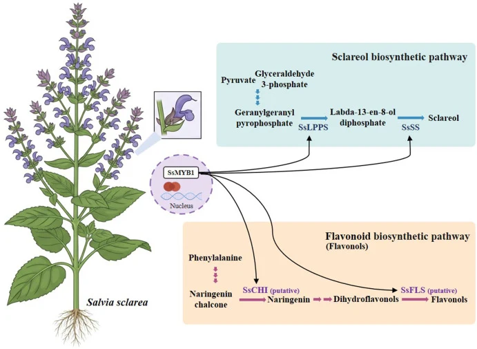 A proposed schematic model for the dual regulatory role of SsMYB1 in sclareol and flavonoid biosynthesis in Salvia sclarea. SsMYB1 is an R2R3-MYB transcription factor that is predominantly expressed in floral organs and localized in the nucleus. It directly binds to the promoters of SsLPPS and SsSS,