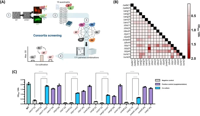Screening of auxotrophic pairs for syntrophy. (A) Overview of the screening workflow. After generating the two parental strains expressing either RFP or GFP to differentiate the two yeast populations in the communities (1), the 19 selected genes were disrupted in parental strains (2). The 19 auxotro