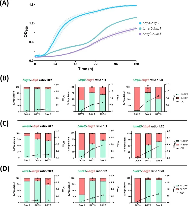 Consortia characterization: example of 3 auxotrophic pairs (Δtrp1-Δtrp2, Δmet5-Δtrp1, and Δarg2-Δura1). (A) Growth curves over a 5-day cultivation at a starting inoculation ratio of 1:1 and an initial OD600 of 0.1. Each plotted pair corresponds to one of the growth pattern types observed during char