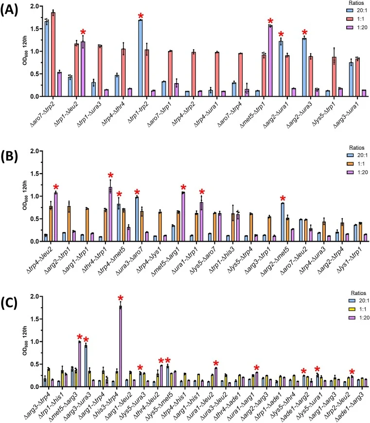 Influence of imbalanced inoculation ratios on the 56 screened auxotrophic pairs. (A) Maximal OD600 of the 14 pairs belonging to the efficient syntrophy sub-group after a 5-day cultivation at a starting inoculation ratio of 20:1 (blue), 1:1 (red), or 1:20 (purple). (B) Maximal OD600 of the 18 pairs b