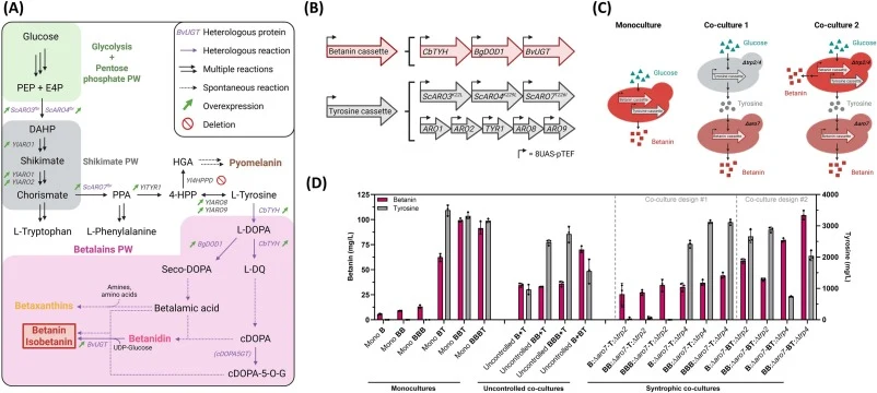 Betanin production in non-syntrophic and syntrophic co-cultures vs monocultures. (A) Betalains biosynthetic pathway from glucose. (B) Details on the genes that compose betanin and tyrosine cassettes. All genes were expressed under the strong constitutive TEF promoter preceded by 8 upstream activatin
