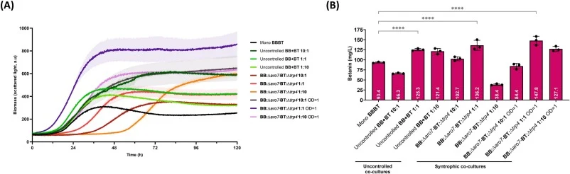 Betanin production in microbioreactor conditions with the auxotrophic pair BB:Δaro7-BT:Δtrp4 at different initial inoculation ratios and inoculum load. (A) Growth curves (scattered light, a.u., gain=4) of a 5-day cultivation in a 48-well flower microwell plate (BioLector XT) with its appropriate mon