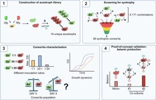 Synthetic communities of Yarrowia lipolytica for efficient b