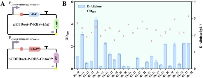 Transcriptional optimization of AlsE and CtA6PP through promoter engineering. (A) Schematic representation of the plasmid constructs used for promoter screening. (B) D-Allulose titers achieved with different promoter combinations for AlsE and CtA6PP.