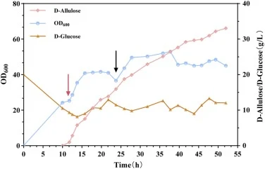 用于D-阿洛酮糖生物合成的BL−58补料分批培养。