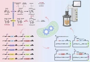 Engineering Escherichia coli BL21(DE3) for efficient product