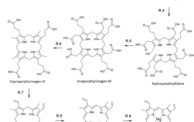 光合作用有多古老？叶绿素分子、生物合成与进化的热力学分析