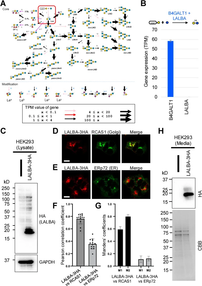 Rate-limiting step of HMO biosynthesis and expression of LALBA. (A) Prediction of the HMO biosynthesis pathway in HEK293 cells using GlycoMaple. Gene expression profiles from HEK293 RNA-seq data reported previously by our group (Huang et al., 2021; Kong and Fujita, 2025) were mapped to each glycosyl