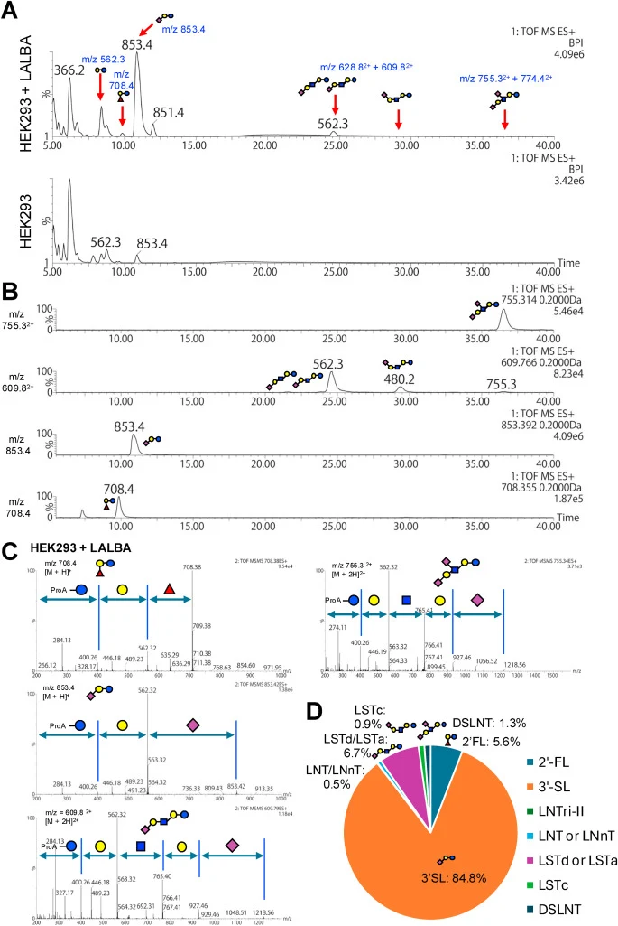 HMO synthesis induced by LALBA expression in HEK293 cells. (A) HEK293 cells and HEK293 cells stably expressing LALBA were cultured in Opti-MEM I medium for 4 days. HMOs were extracted from the culture supernatant, labeled with procainamide (ProA), purified, and analyzed by LC-ESI-MS/MS. (A) Base pea