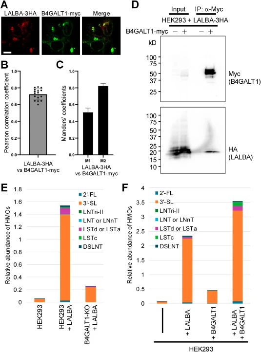 Impact of B4GALT1 expression on HMO biosynthesis. (A) Subcellular localization of LALBA and B4GALT1. HEK293 cells stably expressing LALBA-3HA and B4GALT1-mycHis6 were fixed and stained using indirect immunofluorescence. LALBA was detected with an anti-HA antibody, and B4GALT1 was detected with an an