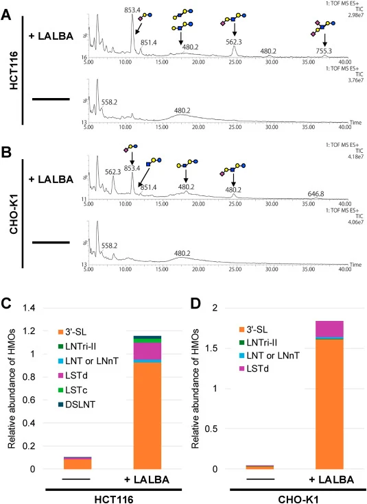 HMO production in LALBA-expressing HCT116 and CHO-K1 cells. (A and B) HCT116 (A) and CHO-K1 (B) cells stably expressing LALBA or parental control cells were cultured, and HMOs were extracted from the culture supernatant. Extracted glycans were labeled with ProA and analyzed by LC-ESI-MS/MS. (C and D
