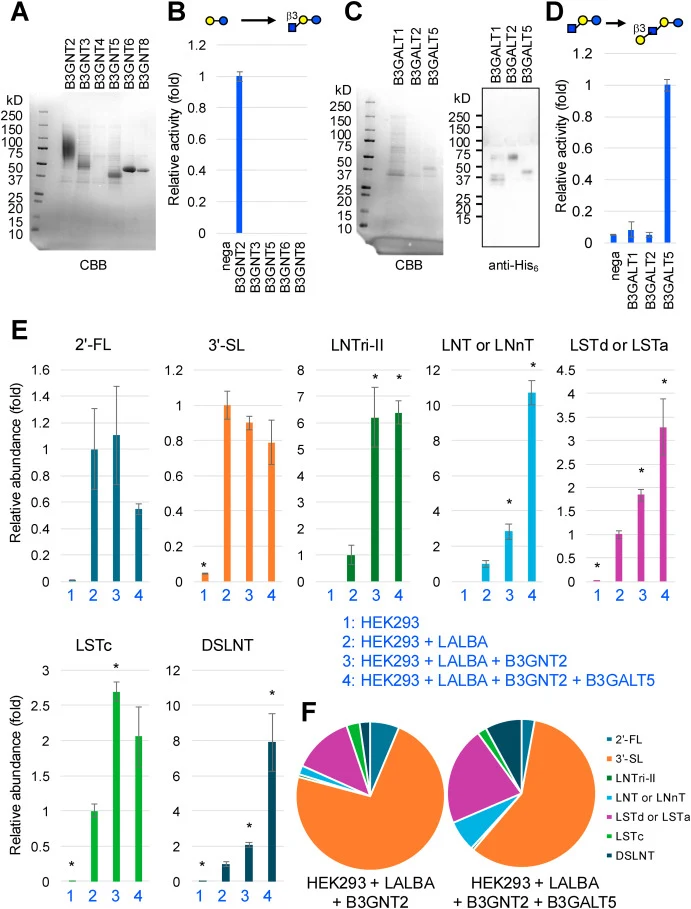 Engineering HMO-producing cells via B3GNT2 and B3GALT5 expression. (A) Soluble forms of recombinant B3GNT2, 3, 4, 5, 6, and 8 were expressed and secreted using HEK293T cells. After purification, proteins were analyzed using SDS-PAGE, followed by visualized by CBB staining. (B) The enzymatic activity