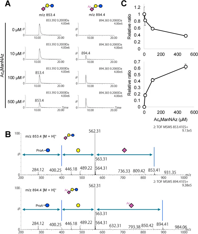 Functional labeling of HMOs produced by HEK293 cells. (A) Evaluation of metabolic labeling of 3′-SL with an azido group by supplementing the culture medium with indicated concentrations of peracetylated ManNAz (Ac4ManNAz). (B) MS/MS spectra of the corresponding m/z species: 853.4 (3′-SL) and 894.4 (