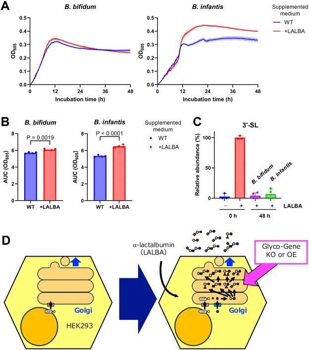 Prebiotic effect of HMOs produced by HEK293. (A) Growth curve of B. bifidum and B. infantis in media containing culture supernatant from HEK293 cells expressing LALBA (+LALBA) and wild-type HEK293 control cells (WT). Turbidity at 605 nm (OD605) was monitored for 48 h. Data represent the mean ± SD of