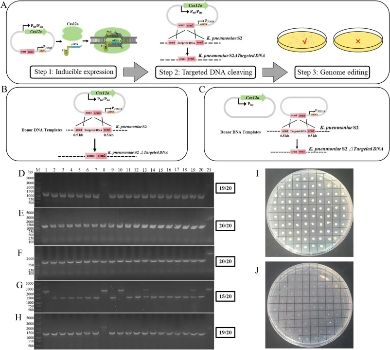 Establishment and optimization of a heterologous CRISPR-Cas12a gene editing system for K. pneumoniae. (A) Schematic diagram of the CRISPR-Cas12a editing workflow; (B) and (C) Schematic diagram of the workflow for the single-plasmid (B) and dual-plasmid (C) CRISPR-Cas12a editing system; (D)-(H) Valid