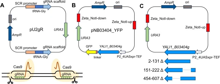 Plasmid construction strategies for gene deletion and protein expression. (A) Schematic of plasmid pU2gR, designed for the simultaneous expression of dual gRNAs targeting a specific locus. (B) pNB03404_YFP is a vector for the expression of fluorescently tagged proteins. (C) Construction of YALI1_B03