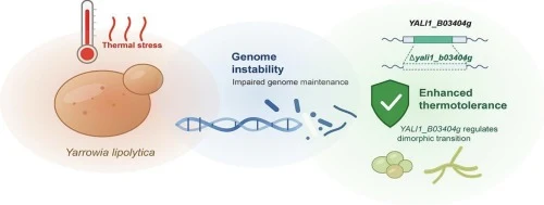 Accelerating yeast adaptation: harnessing thermal stress for
