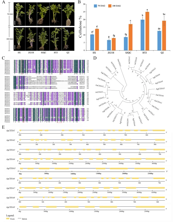 Analysis of cellulose content and AgCESA genes in celery petioles (A) Morphology of five celery cultivars at 70 and 100 DAG. ‘Saixue (SX)’, ‘Zigan Yihao (ZG1H)’, ‘Siji Qincai (SJQC)’, ‘Huangtaiji (HTJ)’, ‘Jinnan Shiqin (Q2)’. Scale bars = 10 cm. (B) Cellulose content in petioles of celery at 70 and