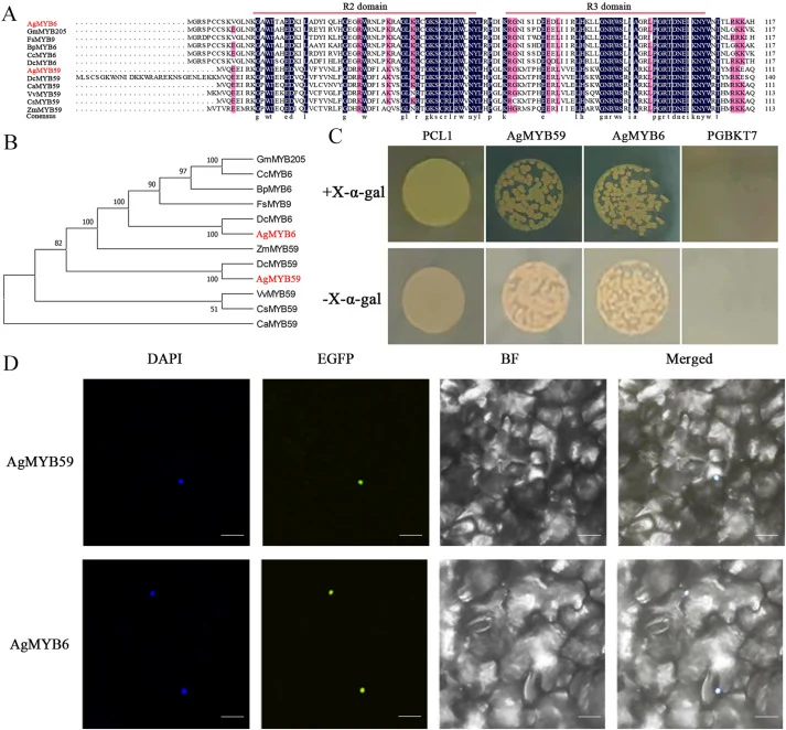 Bioinformatics analysis and functional characterization of AgMYB6/59 (A) Alignment of amino acid sequences of AgMYB6 and AgMYB59 with other known R2R3-MYB TFs. The red long lines indicate the R2 and R3 domain. The celery AgMYB6/59 proteins are shown in red. The clustered proteins are from Glycine ma