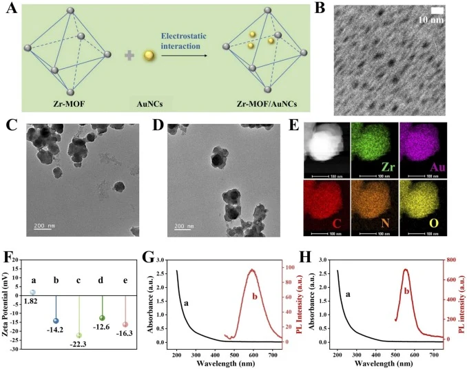 Synthesis and characterization of the Zr-MOF/AuNCs ECL probe. (A) Schematic of electrostatic interaction between AuNCs and Zr-MOF. (B) TEM image of AuNCs. Scale bar: 10 nm. High-resolution TEM images of (C) Zr-MOF NPs and (D) Zr-MOF/AuNCs nanocomposite. Scale bar: 200 nm. (E) EDX mapping images of Z