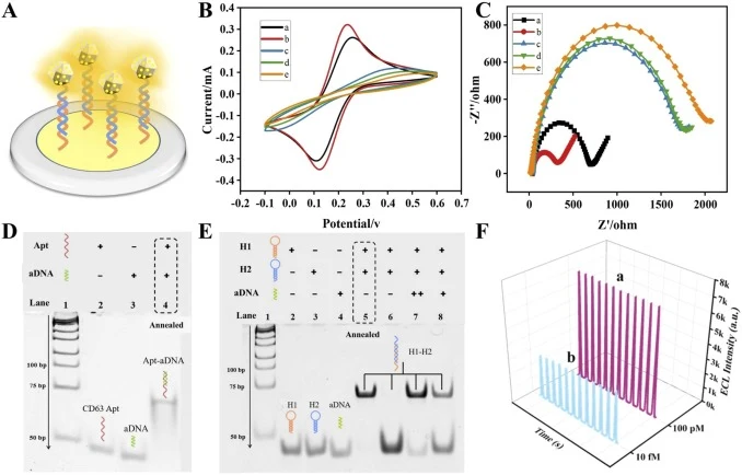 Construction and feasibility verification of the ECL biosensor. (A) Schematic illustration of the biosensor fabrication and signal generation mechanism, with Zr-MOF/AuNCs-H2 anchored on a GCE to produce ECL signals. (B) CV and (C) EIS monitoring electrode modification: (a) bare GCE; (b) AuNPs-modifi