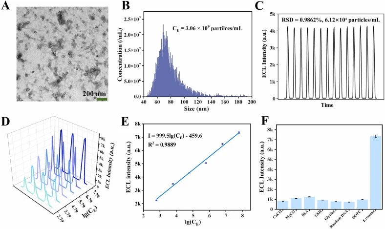 Exosome characterization and detection. (A) TEM image of isolated exosomes derived from cell culture supernatant. Scale bar: 200 nm. (B) Size distribution and initial concentration profiles of exosomes quantified by nanoflow cytometry. (C) Stability assessment of the ECL biosensor over 14 consecutiv