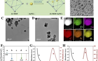 Zr-MOF/AuNCs催化发夹组装ECL生物传感器检测外泌体