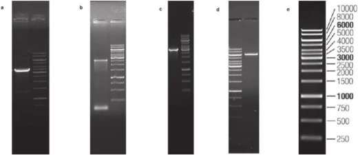 Cloning of the Aspergillus carbonarius GH31 transglucosidase a) Linearized pPICZαB by PCR (3597 bp) b) Insert gene amplified from cDNA (2639 bp) c) Confirmation of recombinant plasmid pPICZαB /TG using AOX primers (3010 bp) d) Linearized pPICZαB /TG by MssI (6040 bp) (e) Generuler 1 kb DNA Ladder (T