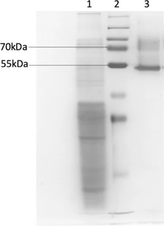 重组TG的SDS-PAGE分析:泳道1——粗制G4TG;泳道2——预染蛋白分子量标准(
