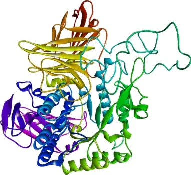 The structure of transglucosidase (G4TG) produced by comparative modelling with Aspergillus sojae GH 31 α-glucosidase (PDB ID -7XOI).