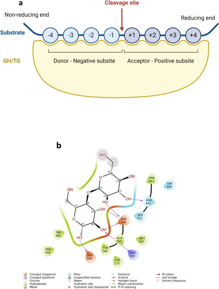 Molecular docking and subsite identification of recombinant TG (a) Subsites based on the binding of maltose and ascorbic acid (b) 2D illustration of docked TG with maltose (c) 3D illustration of docked TG with maltose (d) 2D illustration of docked TG with ascorbic acid (e) 3D illustration of docked